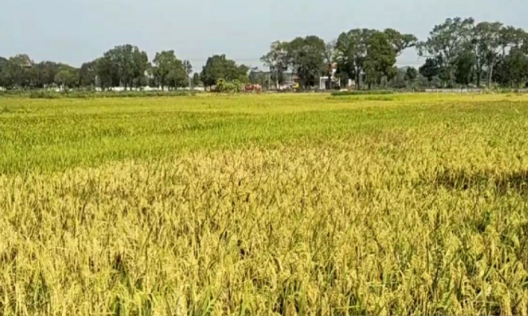 Potensi Pertanian Padi di Desa Tugu Kidul